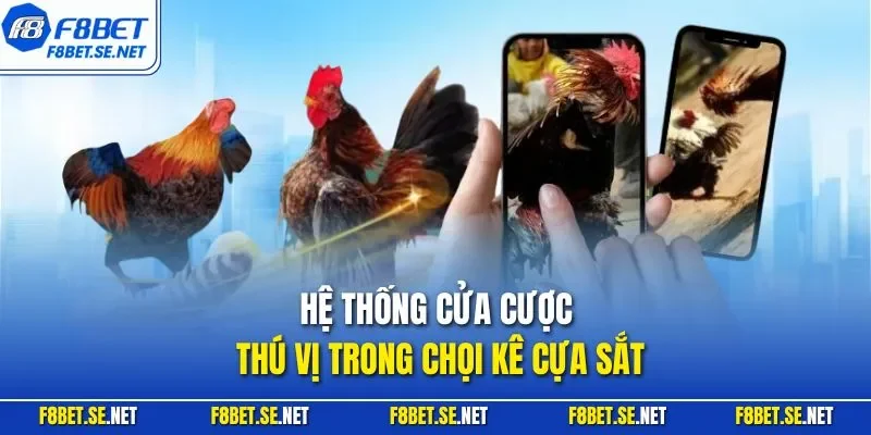 Hệ thống cửa cược thú vị trong chọi kê cựa sắt